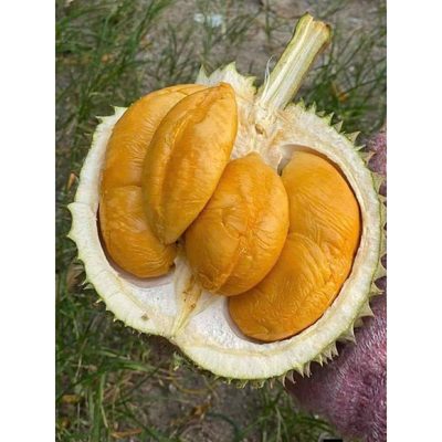 SẦU RIÊNG BLACK THORN (GAI ĐEN) – VUA CỦA SẦU RIÊNG 🌟 