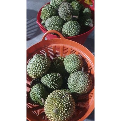 1,5 ký - TRÁI SẦU RIÊNG 1,5 KÝ 