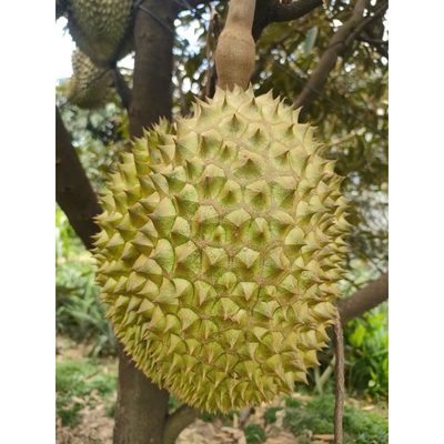 [Trái] Sầu Riêng Thái bao 1 đổi 1 